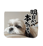 シーズー 茶々丸くん 3（個別スタンプ：12）