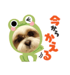 シーズー 茶々丸くん 3（個別スタンプ：13）