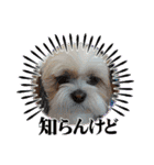 シーズー 茶々丸くん 3（個別スタンプ：14）