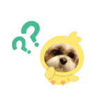 シーズー 茶々丸くん 3（個別スタンプ：15）