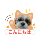 シーズー 茶々丸くん 3（個別スタンプ：16）