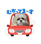 シーズー 茶々丸くん 3（個別スタンプ：18）