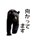 ⚫グリズリーベア～クマの逆襲～（個別スタンプ：5）