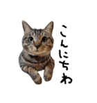 【実写】キジトラ猫のきょうだい（個別スタンプ：1）