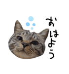 【実写】キジトラ猫のきょうだい（個別スタンプ：2）
