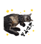 【実写】キジトラ猫のきょうだい（個別スタンプ：3）