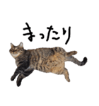 【実写】キジトラ猫のきょうだい（個別スタンプ：4）