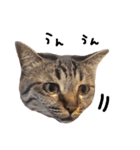 【実写】キジトラ猫のきょうだい（個別スタンプ：5）