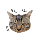 【実写】キジトラ猫のきょうだい（個別スタンプ：6）