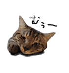【実写】キジトラ猫のきょうだい（個別スタンプ：8）
