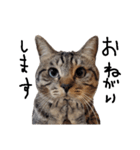 【実写】キジトラ猫のきょうだい（個別スタンプ：9）