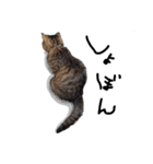 【実写】キジトラ猫のきょうだい（個別スタンプ：10）