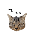 【実写】キジトラ猫のきょうだい（個別スタンプ：11）
