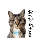 【実写】キジトラ猫のきょうだい（個別スタンプ：12）