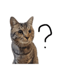 【実写】キジトラ猫のきょうだい（個別スタンプ：13）