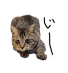 【実写】キジトラ猫のきょうだい（個別スタンプ：14）