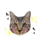 【実写】キジトラ猫のきょうだい（個別スタンプ：16）