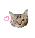 【実写】キジトラ猫のきょうだい（個別スタンプ：17）