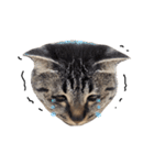 【実写】キジトラ猫のきょうだい（個別スタンプ：18）