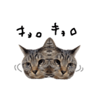 【実写】キジトラ猫のきょうだい（個別スタンプ：19）