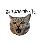 【実写】キジトラ猫のきょうだい（個別スタンプ：20）