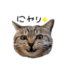 【実写】キジトラ猫のきょうだい（個別スタンプ：21）