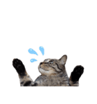 【実写】キジトラ猫のきょうだい（個別スタンプ：23）