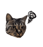 【実写】キジトラ猫のきょうだい（個別スタンプ：24）