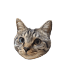 【実写】キジトラ猫のきょうだい（個別スタンプ：25）