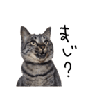 【実写】キジトラ猫のきょうだい（個別スタンプ：26）