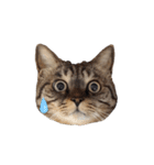【実写】キジトラ猫のきょうだい（個別スタンプ：27）