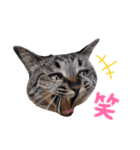 【実写】キジトラ猫のきょうだい（個別スタンプ：28）