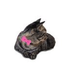 【実写】キジトラ猫のきょうだい（個別スタンプ：29）