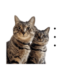 【実写】キジトラ猫のきょうだい（個別スタンプ：30）