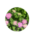 色んないろの紫陽花  colorful hydrangea（個別スタンプ：1）