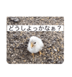ヒヨコ写真スタンプ（個別スタンプ：2）