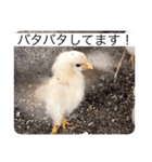 ヒヨコ写真スタンプ（個別スタンプ：4）