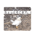 ヒヨコ写真スタンプ（個別スタンプ：5）