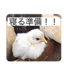 ヒヨコ写真スタンプ（個別スタンプ：6）