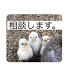 ヒヨコ写真スタンプ（個別スタンプ：7）