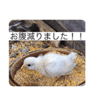 ヒヨコ写真スタンプ（個別スタンプ：8）