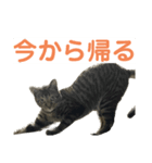 今から帰る猫（個別スタンプ：7）