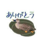 鳥、とりどり（個別スタンプ：16）