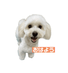 mochi820-2（個別スタンプ：1）