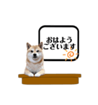 柴犬福くんニュース（個別スタンプ：1）