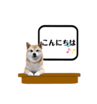 柴犬福くんニュース（個別スタンプ：2）