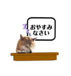 柴犬福くんニュース（個別スタンプ：3）