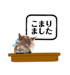 柴犬福くんニュース（個別スタンプ：4）
