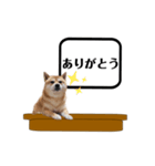 柴犬福くんニュース（個別スタンプ：5）