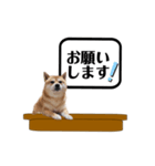 柴犬福くんニュース（個別スタンプ：6）